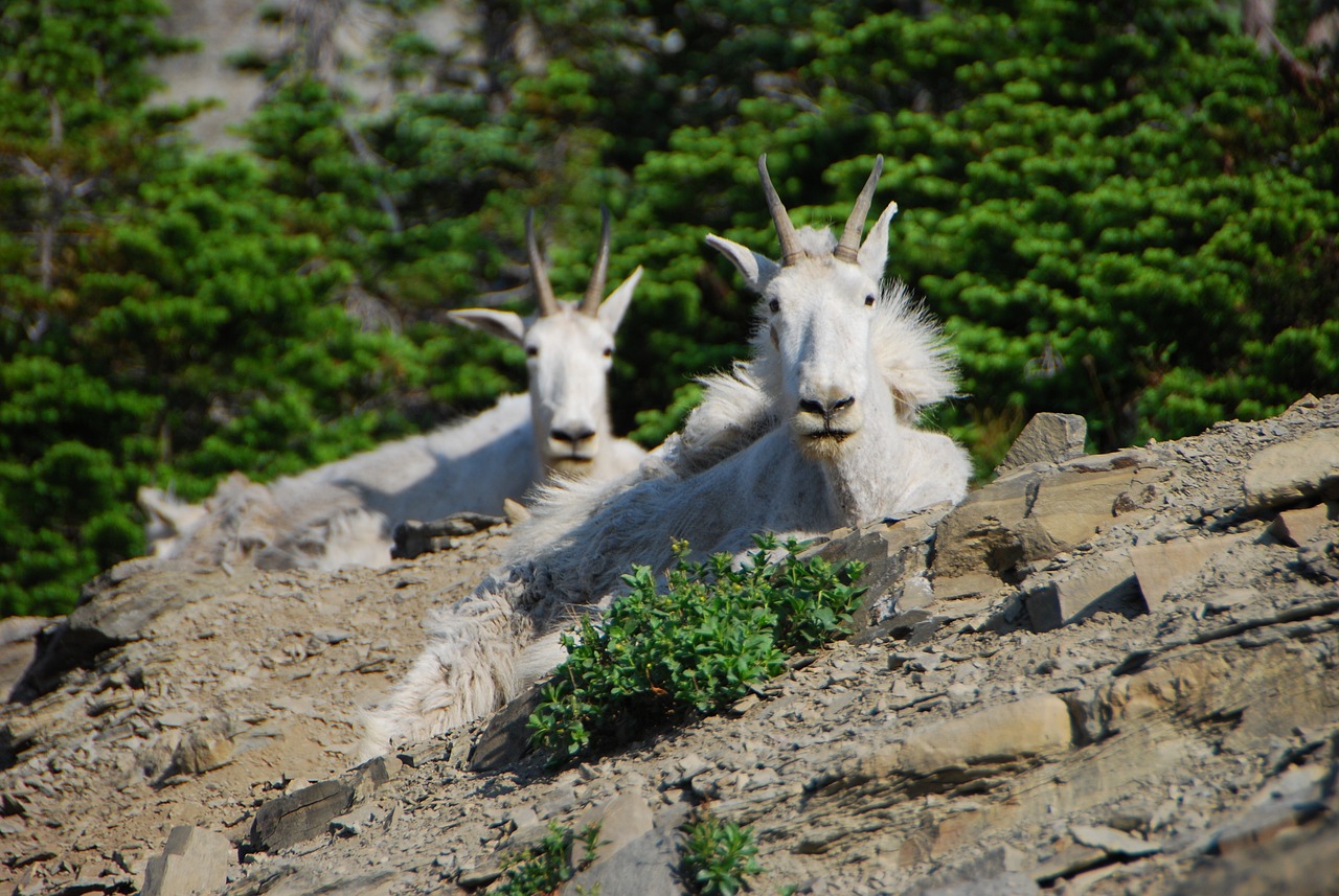 Hiking the Rugged Trails of Rocky Mountain National Park